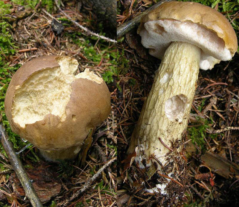 Ecco i funghi.....finalmente.